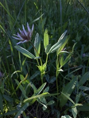 Trifolium longipes