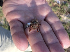 Polyphylla occidentalis