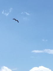 Pandion haliaetus carolinensis