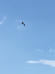 Pandion haliaetus carolinensis