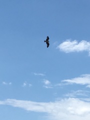 Pandion haliaetus carolinensis