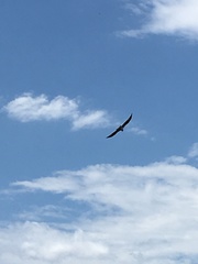 Pandion haliaetus carolinensis