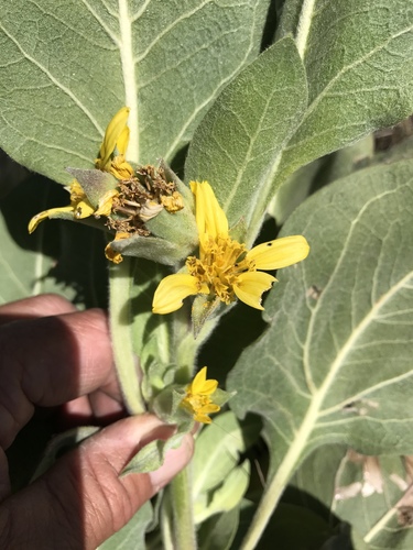 Agnorhiza ovata (Torr. & A.Gray) W.A.Weber