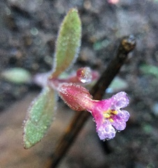 Erythranthe breweri