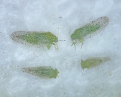 Craspedolepta angustipennis