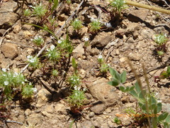 Navarretia intertexta