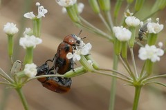 Coptocephala rubicunda