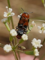 Coptocephala rubicunda