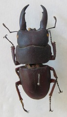 Telodorcus