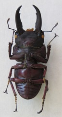 Telodorcus