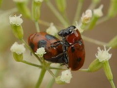 Coptocephala rubicunda