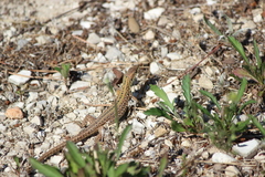 Podarcis siculus