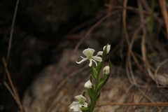 Habenaria cuevasiana