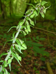 Epipactis purpurata