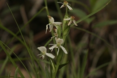 Habenaria cuevasiana