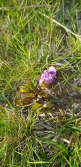 Gentianella campestris