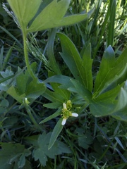 Ranunculus uncinatus