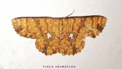 Anisodes nodigera