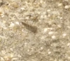 Trimerotropis maritima