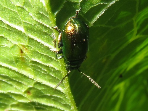 Green Dock Beetle, Leidschendam, Nederland, photo 6 of 10