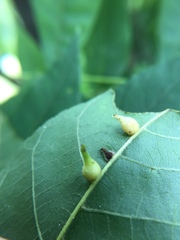Caryomyia ansericollum