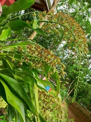 Grammatophyllum