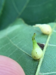 Caryomyia ansericollum