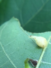 Caryomyia ansericollum