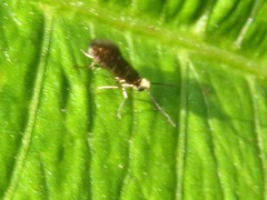 Micropterix aruncella