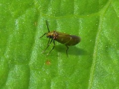 Micropterix aruncella