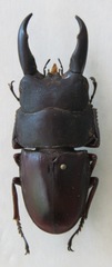 Telodorcus