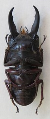 Telodorcus