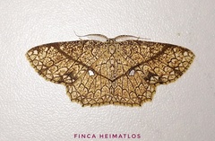 Anisodes insigniata