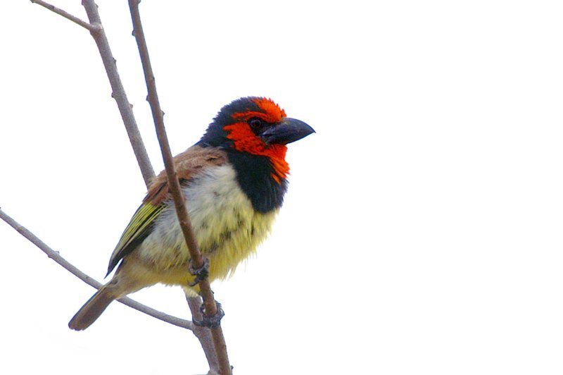 Black-Collared Barbet