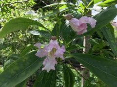 × chitalpa tashkentensis