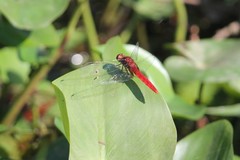 Erythemis mithroides