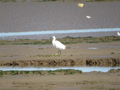 Egretta garzetta