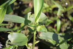 Ischnura capreolus