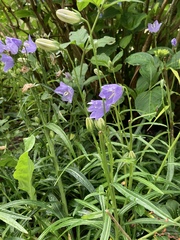 Campanula persicifolia