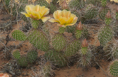 Opuntia trichophora