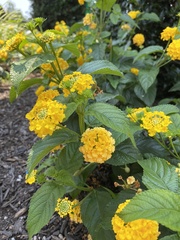 Lantana × hybrida