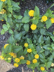Lantana × hybrida