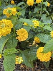 Lantana × hybrida