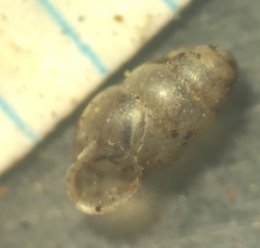Gastrocopta corticaria