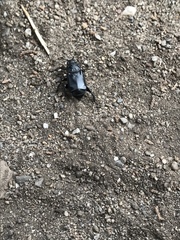 Nicrophorus guttula