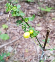 Dasistoma macrophylla