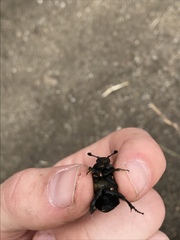 Nicrophorus guttula