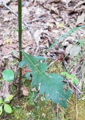 Dasistoma macrophylla