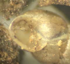 Gastrocopta corticaria