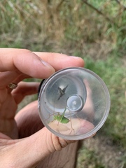 Leptophyes punctatissima